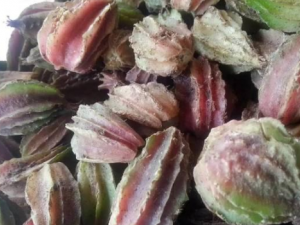 �ųᶹޢ_�ųᶹޢ�Ĺ�Ч|��������