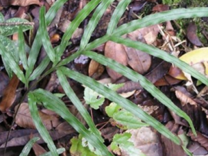 ������_������Ĺ�Ч|��������