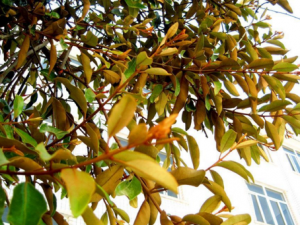 ��鬼���_��鬼����Ĺ�Ч|�÷�