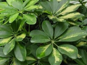 ��ľҶ�Ĺ�Ч������ ��ľҶ�ж���