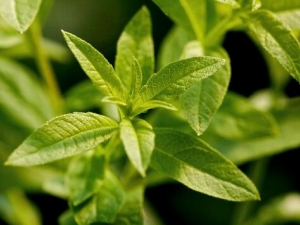 ���ʺ�ʲô��� ���ʳ�ʲô��