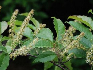 ���٘�ľ�Ĺ�Ч������ ���٘�ľ�ν��Ť����