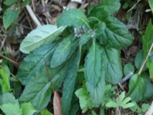 �ζ��ݵĹ�Ч������ �ζ��ݵ��÷�����