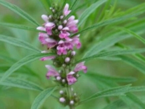 调经膏处方 调经膏功效 调经膏各家论述