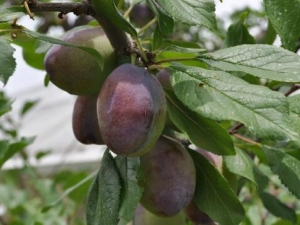 ��÷��Ӫ����ֵ ��÷��ʳ�÷���