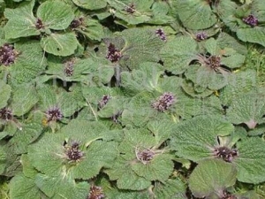 ��һζ�Ĺ�Ч������ ��һζ���ε���������