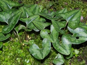 �ź�Ĺ�Ч������ �ź����η纮��