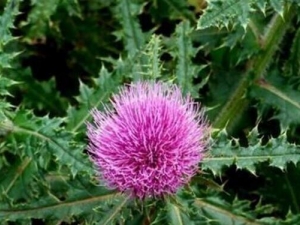 ��̶��˵Ĺ�Ч������ ��̶������λ�����