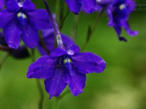 �ǻ���ȸ_�ǻ���ȸ�Ĺ�Ч|�÷�����