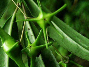 �ǳ���ì��_�ǳ���ì���Ĺ�Ч|�÷�����