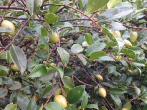 �ǹ�ľ����_�ǹ�ľ���͵Ĺ�Ч|�÷�