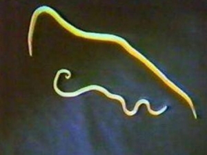 �׳�ɢ���� �׳�ɢ��Ч �׳�ɢ��������