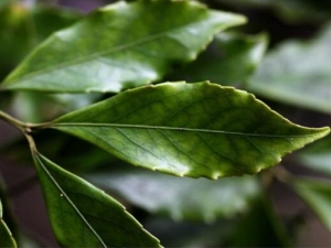 �����ì�Ĺ�Ч������ �����ì�ܽ�Ƣ������