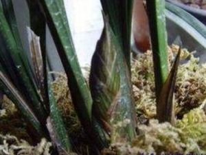 ˫�ɼ��Ĺ�Ч������ ˫�ɼ����÷�����