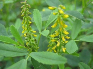 ��ľ�صĹ�Ч������ ��ľ������̵ֹ����