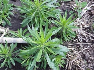 С����Ĺ�Ч������ С������������