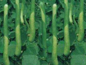 ��ӵĹ�Ч������ �����ֹʹ��