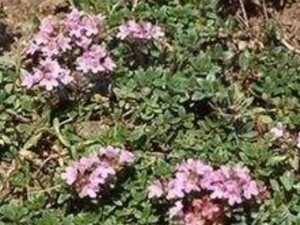 �������Ĺ�Ч������ ���������÷�����