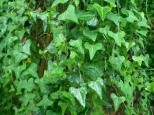 ��Ҷ�����Ĺ�Ч������ ��Ҷ��������Ƥ������