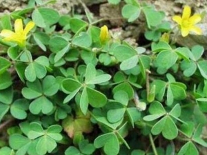 ���Ὤ�ݵĹ�Ч������ ���Ὤ���ܳ���