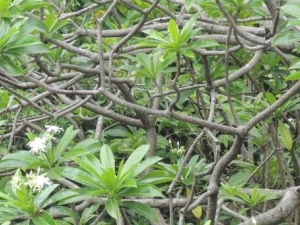 �x����Ƥ�Ĺ�Ч������ �x����Ƥ��ҩ������