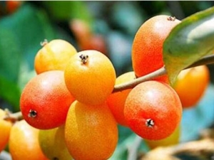 �����ӵ�Ӫ����ֵ �����ӵ�ʳ�÷���