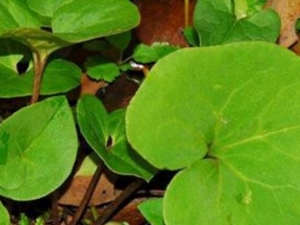 ��ˮ��Ҷ�Ĺ�Ч������ ��ˮ��Ҷ�ĸ���