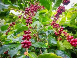 ɽ��ζ��Ҷ�Ĺ�Ч������ ɽ��ζ��Ҷ������ֹʹ��