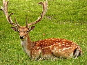 ¹�̵Ĺ�Ч������ ¹�̵ĸ���