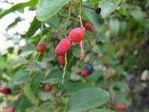 �����ٸ��Ĺ�Ч������ �����ٸ��ĸ���