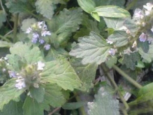 ����ݵĹ�Ч������ ������и��ܳ���