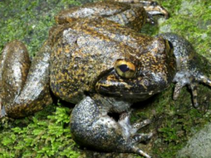 ������_�����ܵĹ�Ч|�÷�����