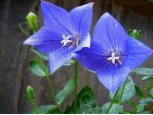 ۹«ͷ_۹«ͷĹЧ|÷