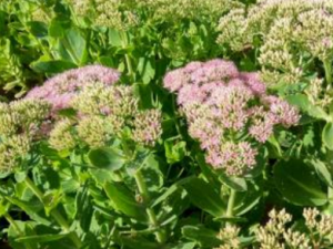 ���컨_���컨�Ĺ�Ч|��������