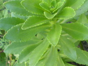 ���ĲݵĹ�Ч������ ���Ĳݵ�ѡ������