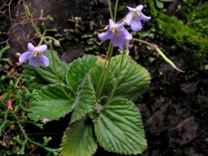 ţ���ݵĹ�Ч������ ţ���ݵĸ�������