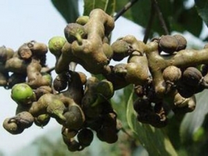 �����ݾƵĹ�Ч �����ݾƵķ���