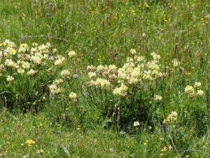 ���༬���Ĺ�Ч������ ���༬�����÷�����