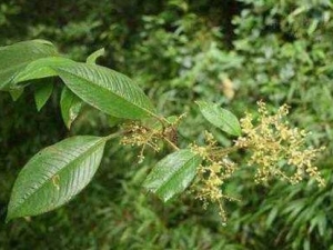 ����ޤ�Ĺ�Ч������ ����ޤ���÷�����