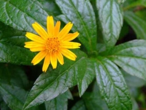 �ڱ߾յĹ�Ч������ �ڱ߾����·�ֹ����