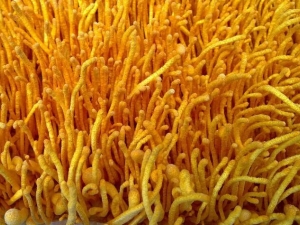 ���ݵĹ�Ч������ ���ݵļ۸�