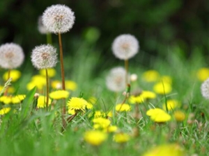 ѹӢˮȵķ ѹӢˮȵĹЧ