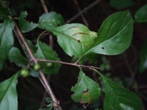 ɬ��Ҷ�Ĺ�Ч������ ɬ��Ҷ�ܿ�θ��