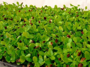 ���㴻ѿ��˵ĺô� �㴻ѿ��˿����Ʋ��в���