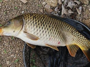 �������������� ���������Ĺ�Ч