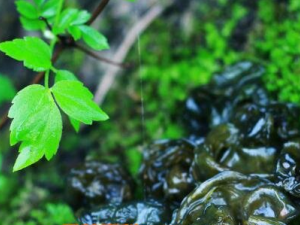 ��Ƥ�˵Ĺ�Ч������ ��Ƥ�˵ĳ���