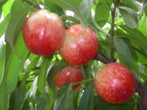 ���ҵĹ�Ч����������Щ����������Щʳ�ý���