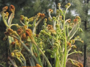 ާ�˵Ĺ�Ч������ ާ�˵�ʳ�÷���