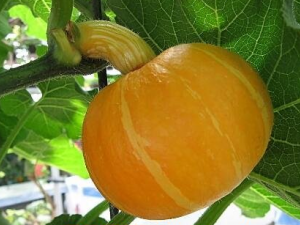 �����Ϲϵ�Ӫ����ֵ �����ϹϿ�Ԥ���з�