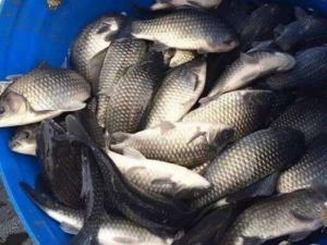 ���������� ��������Ч ��������������